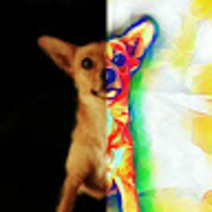 Meet your Posher, Deana